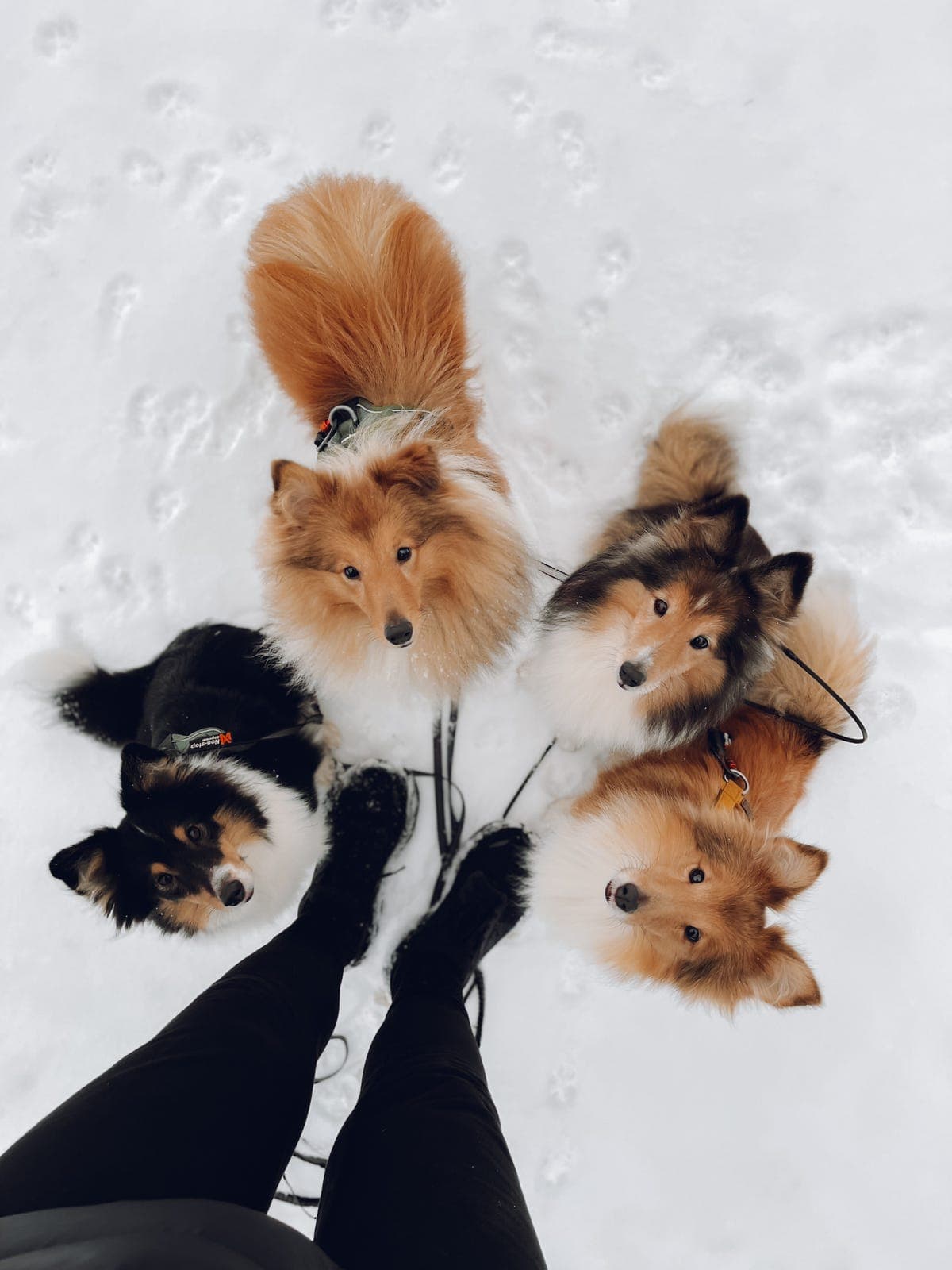 Voksen Shetland sheepdog hannhund på avtale