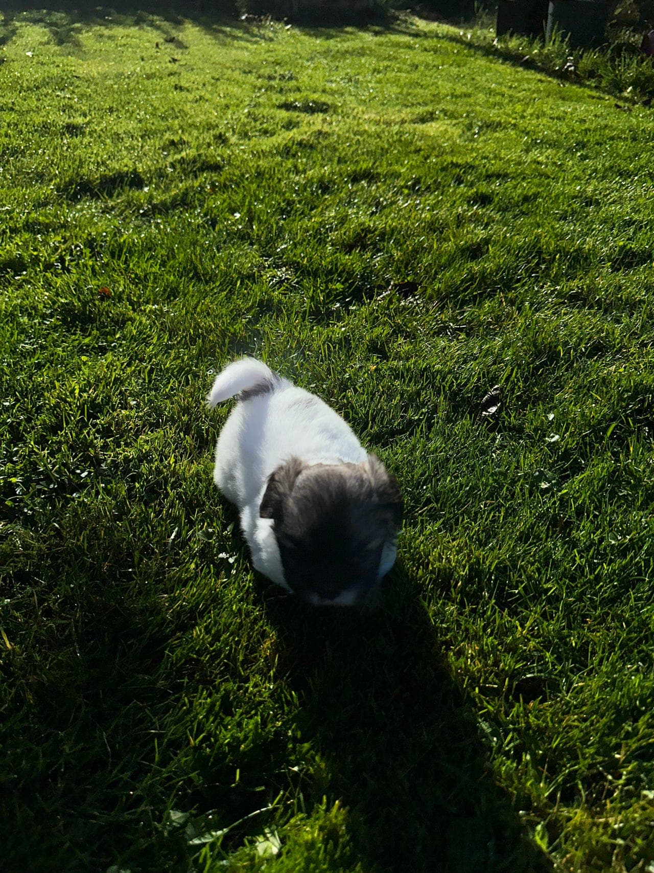 Tibetansk spaniel