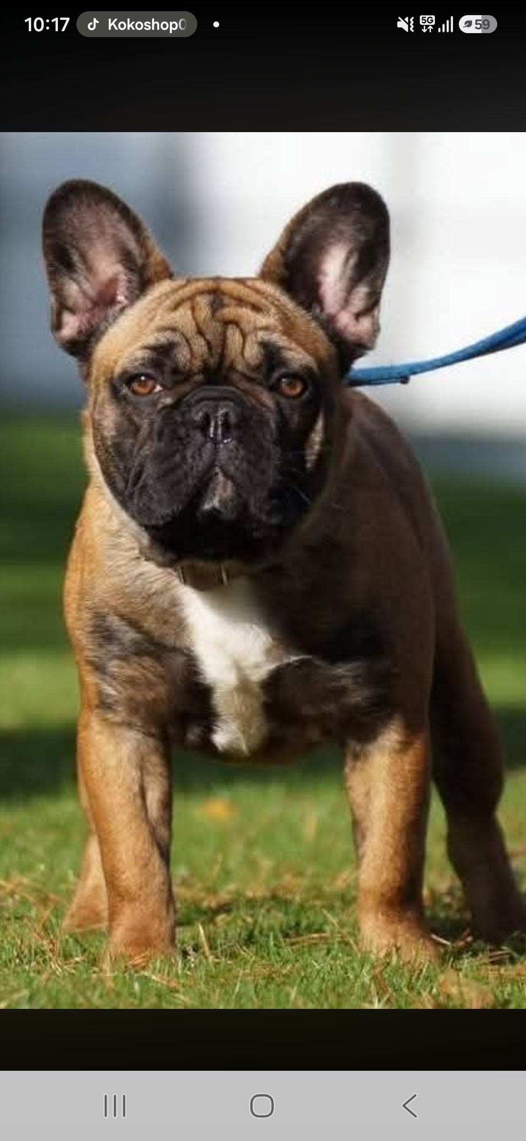 fransk bulldog valper ventes