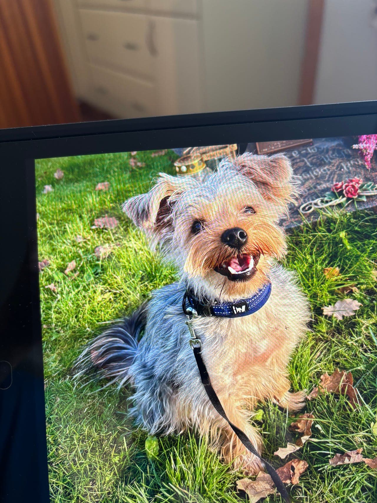 Søker avlastningshjem/ -delehjem til liten hund.