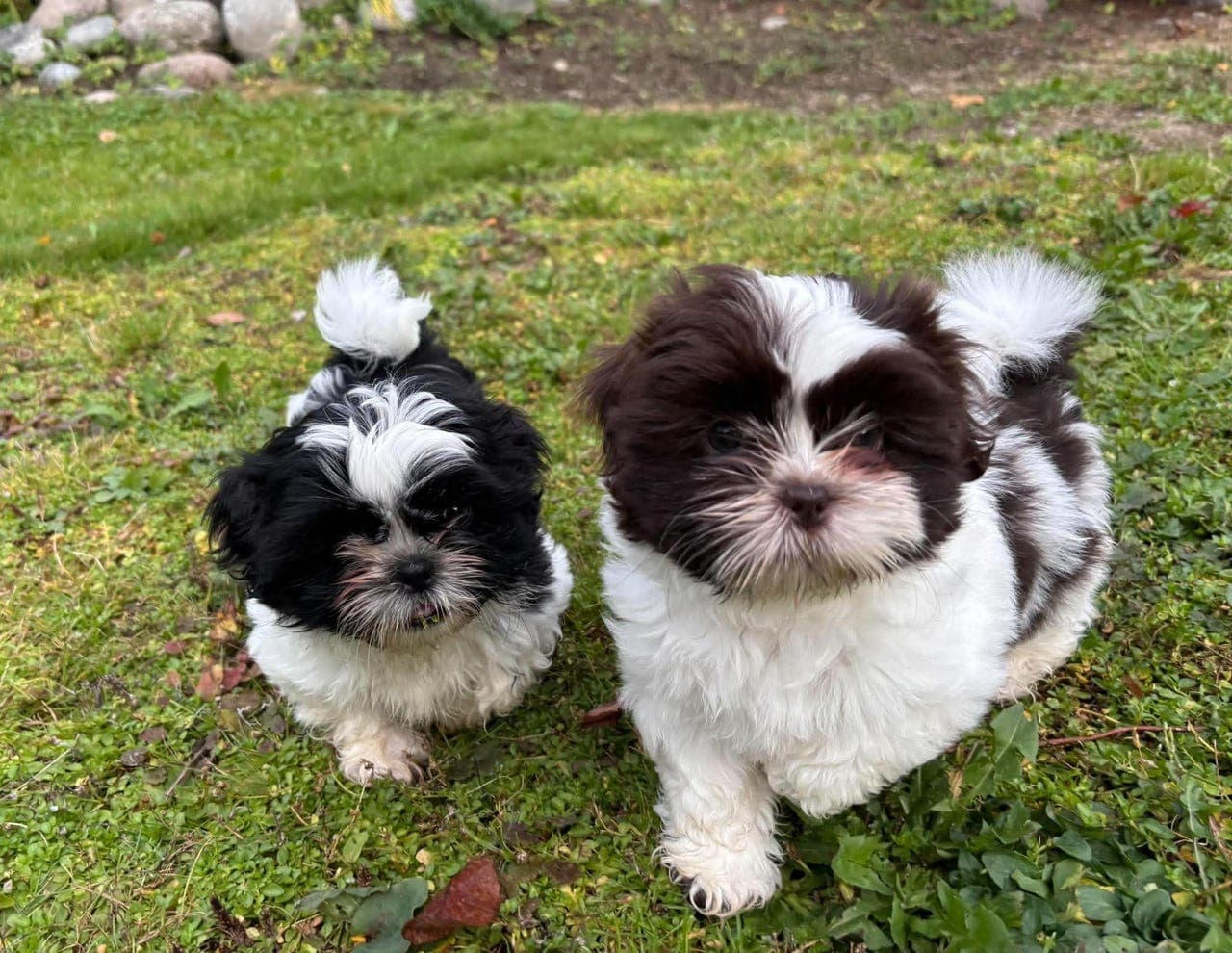 Shihtzu valper