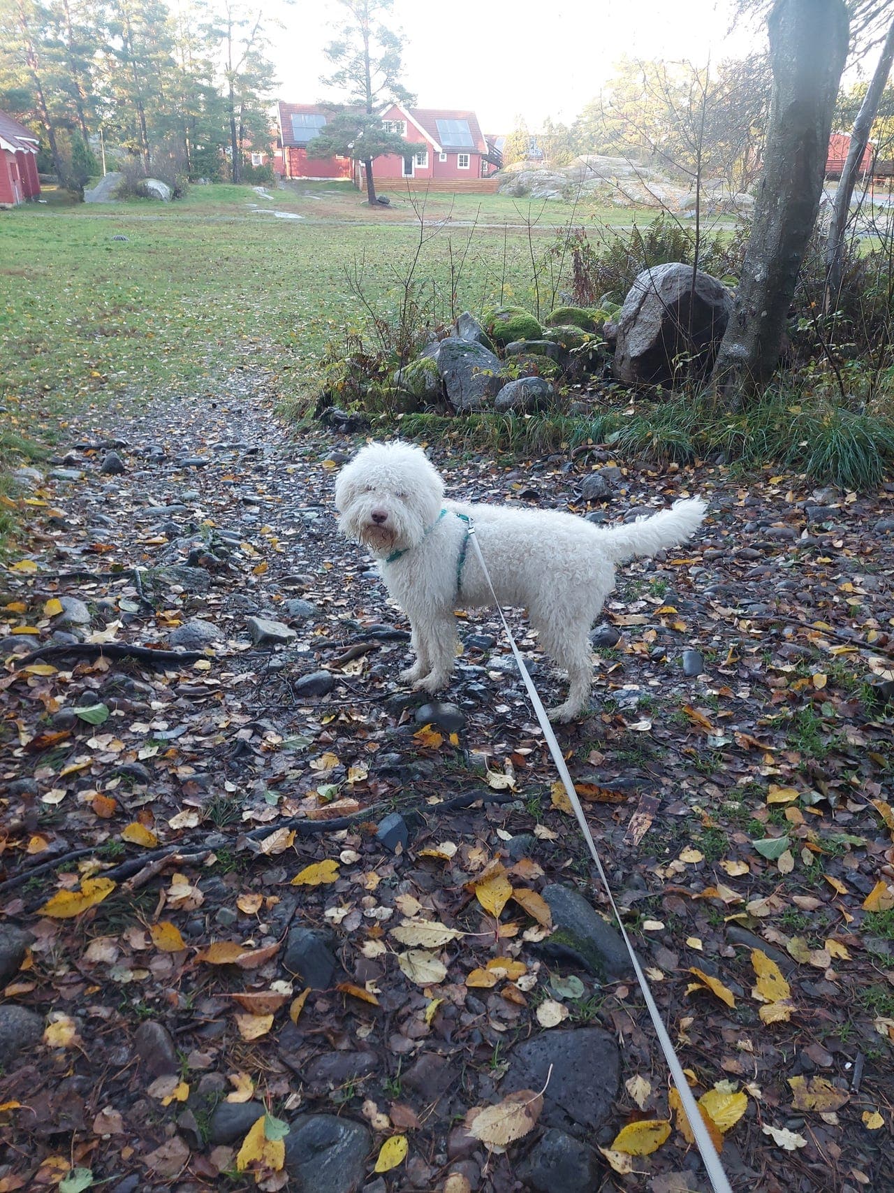 Omplassering av lagotto