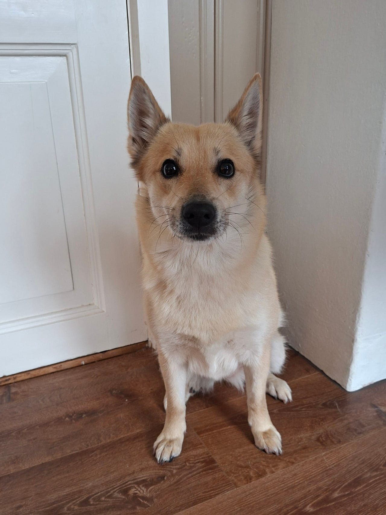 Norsk Buhund vurderes omplassert