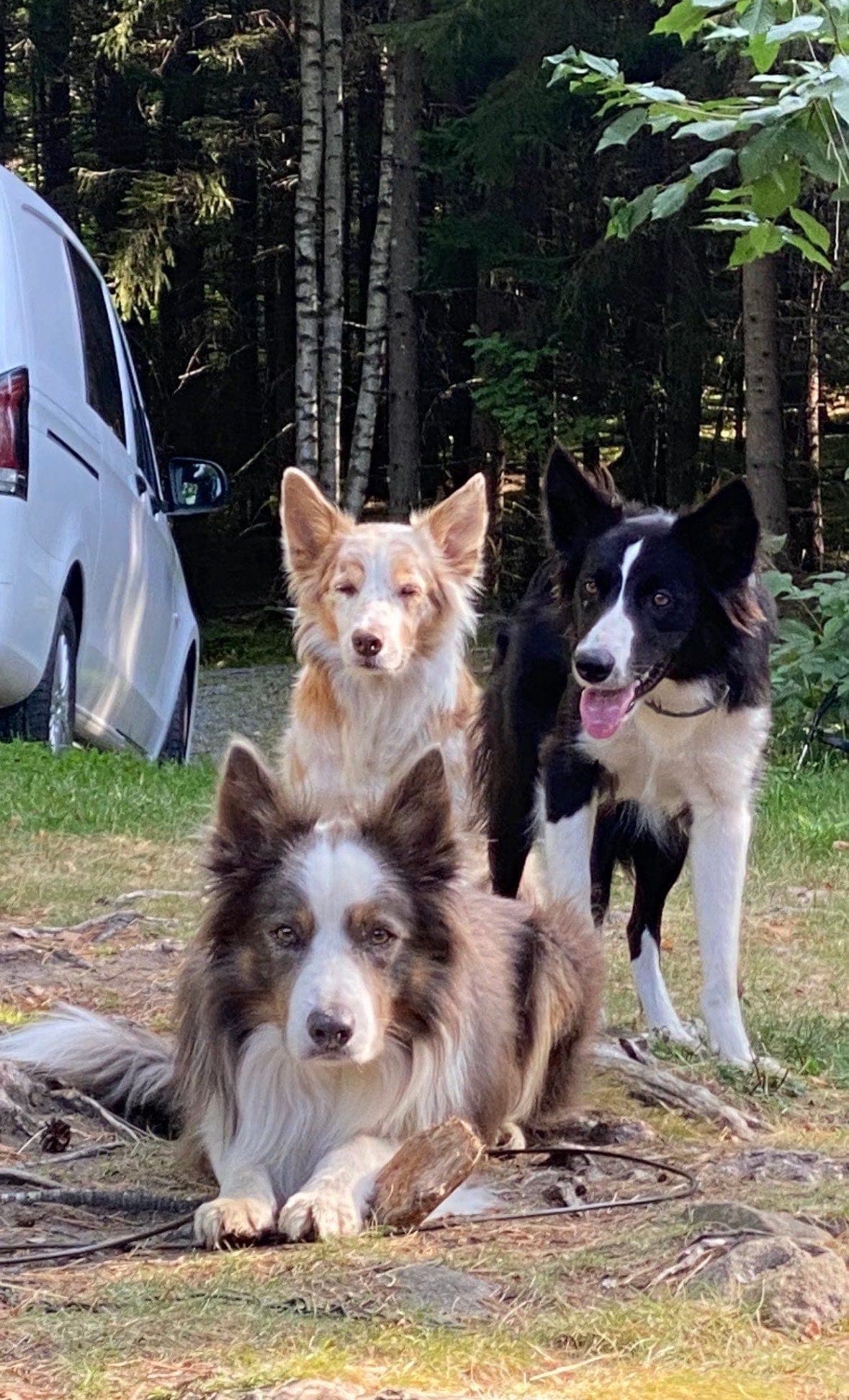 Border Collie-tispe med svært stort sportspotensial søker riktig hjem