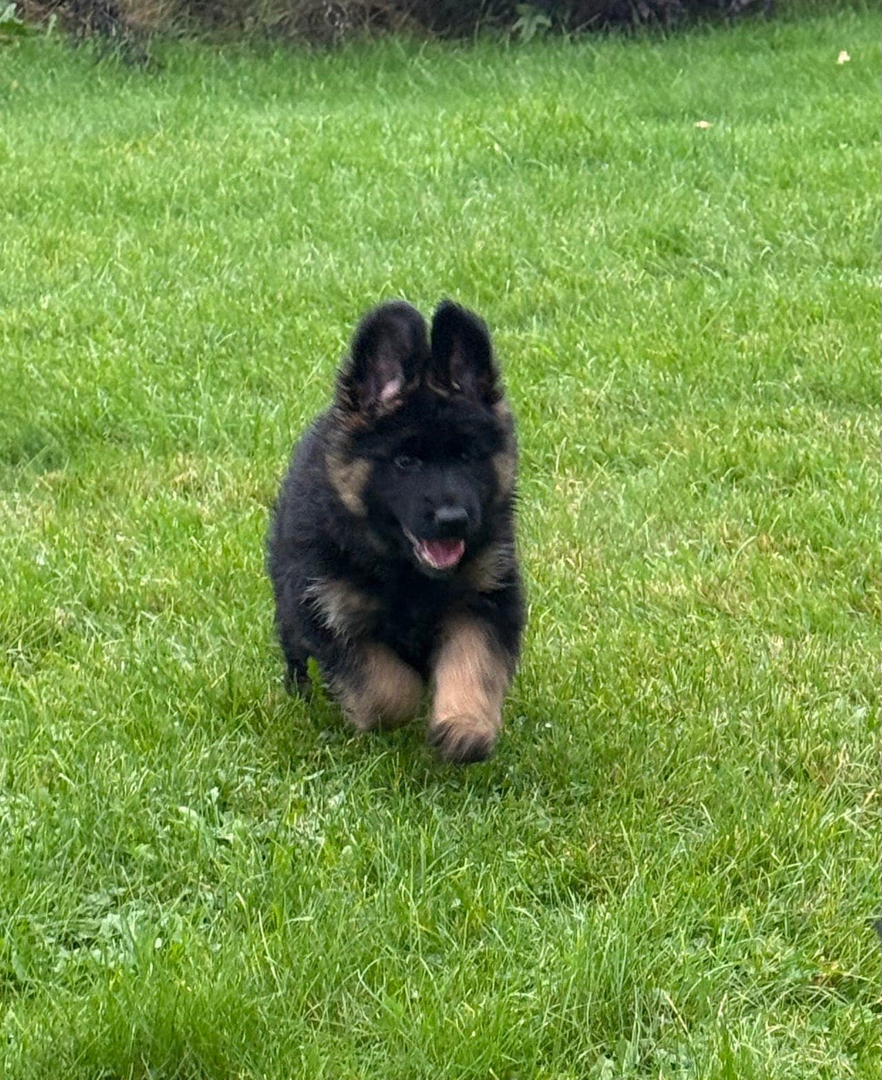 To langhårede schæferhannvalper søker sine mennesker 🐾