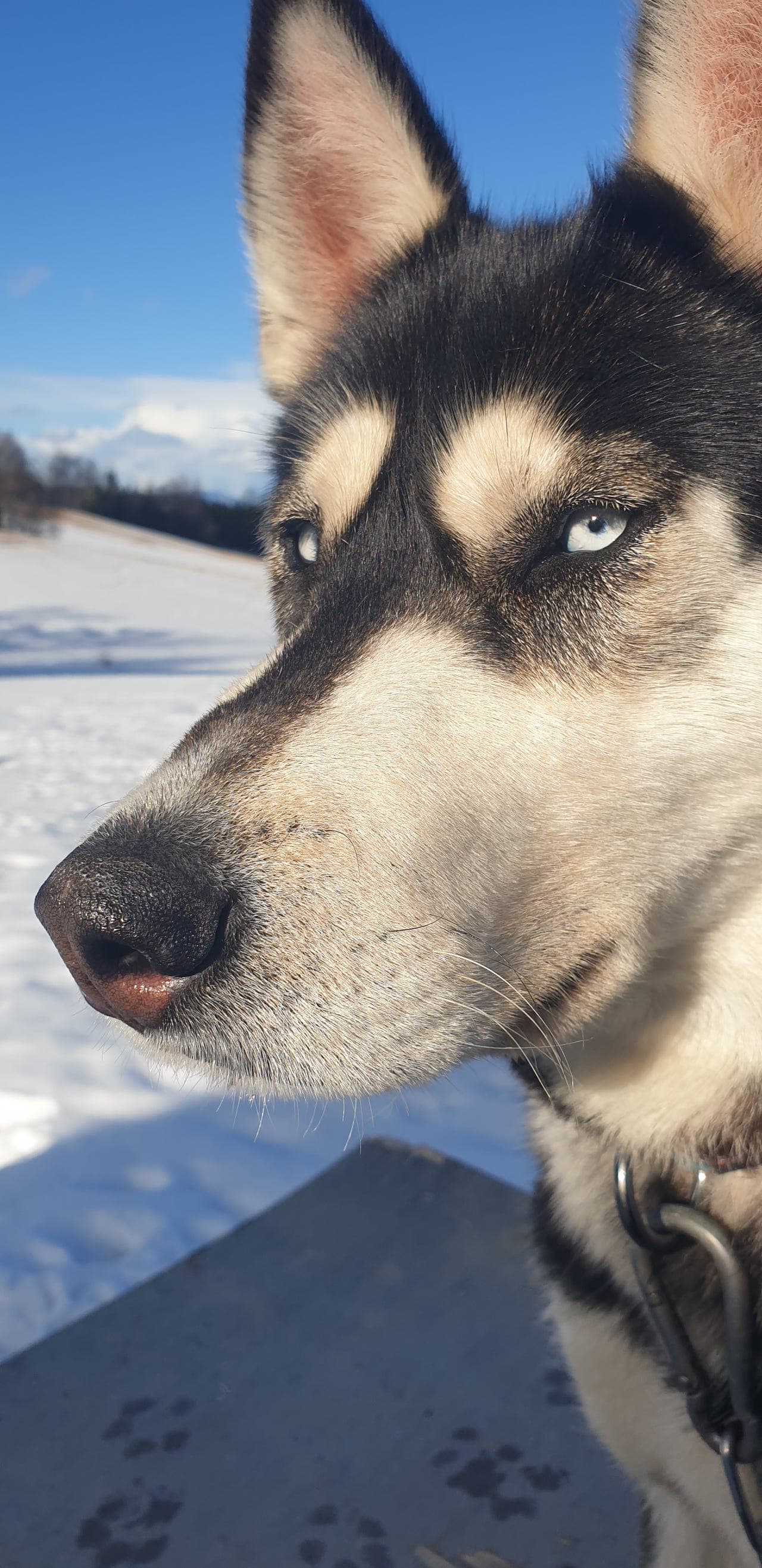 Sibirian Husky omplasseres