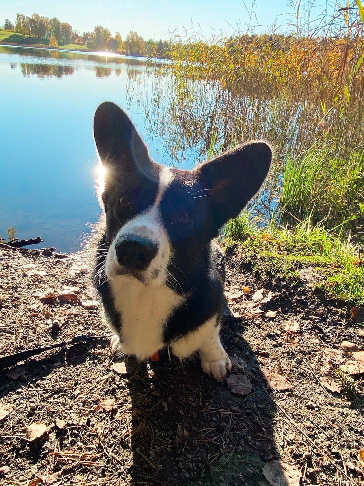Welsh corgi cardigan tispe 7 år omplasseres