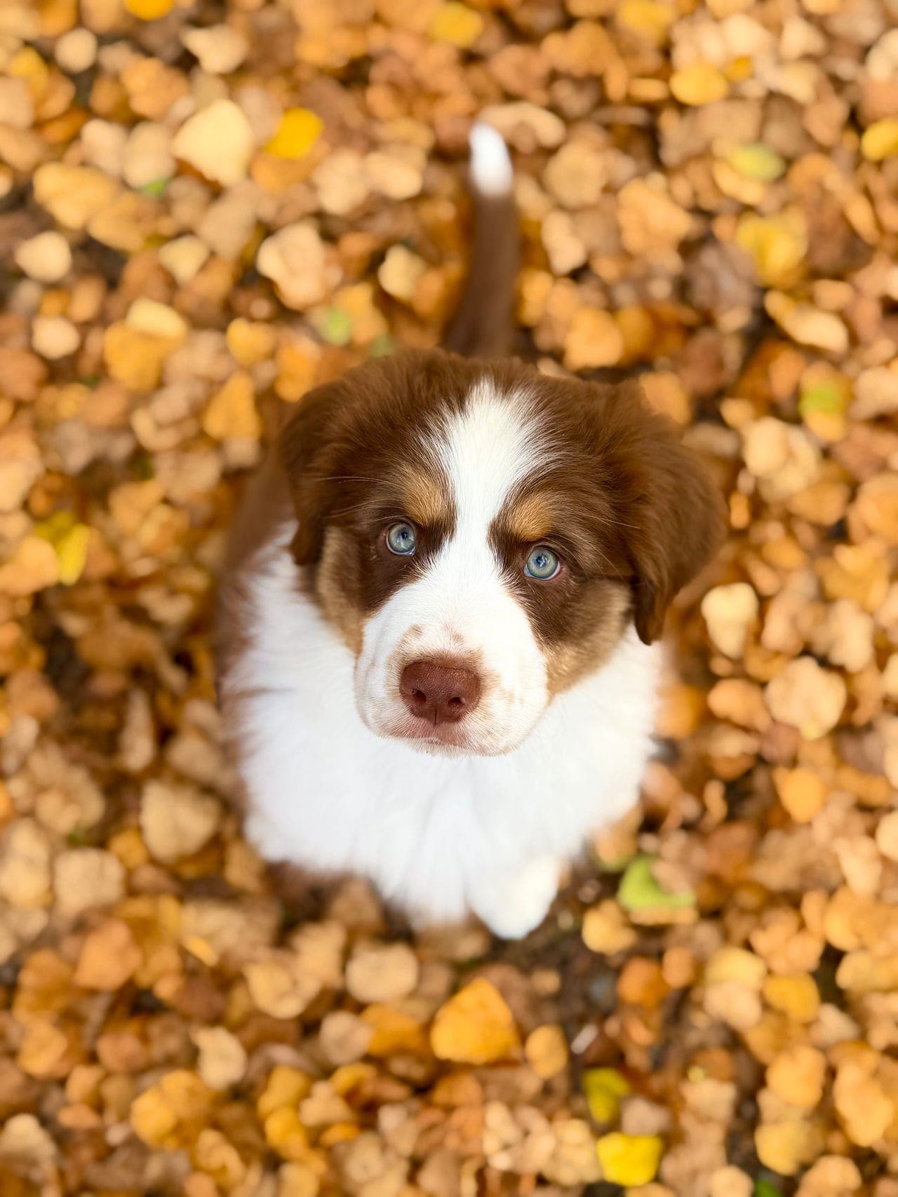 Australian Shepherd
