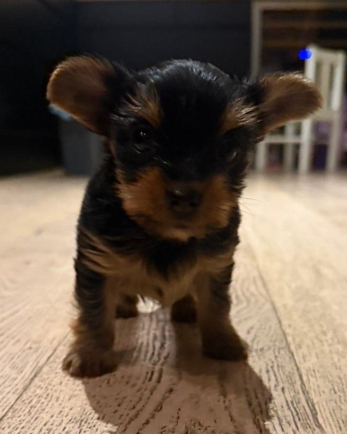 Yorkshire terrier valp