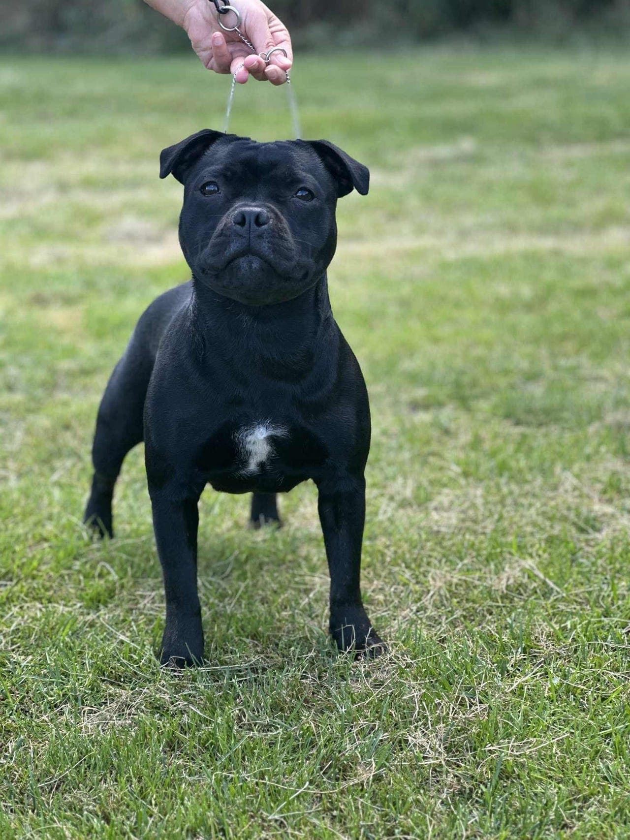 Kennel Nightstaff har 1 hannhund og 3 tisper til salgs