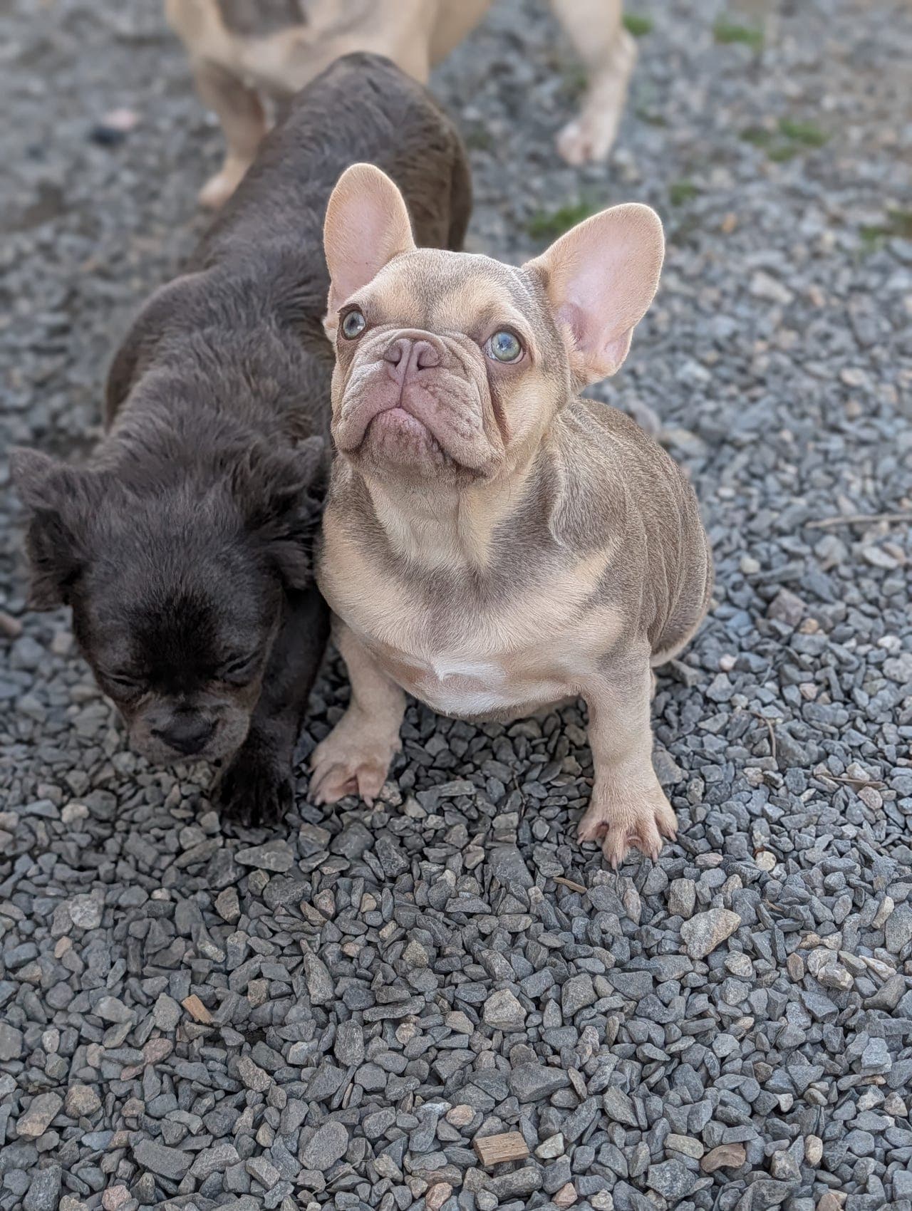 Fransk bulldog