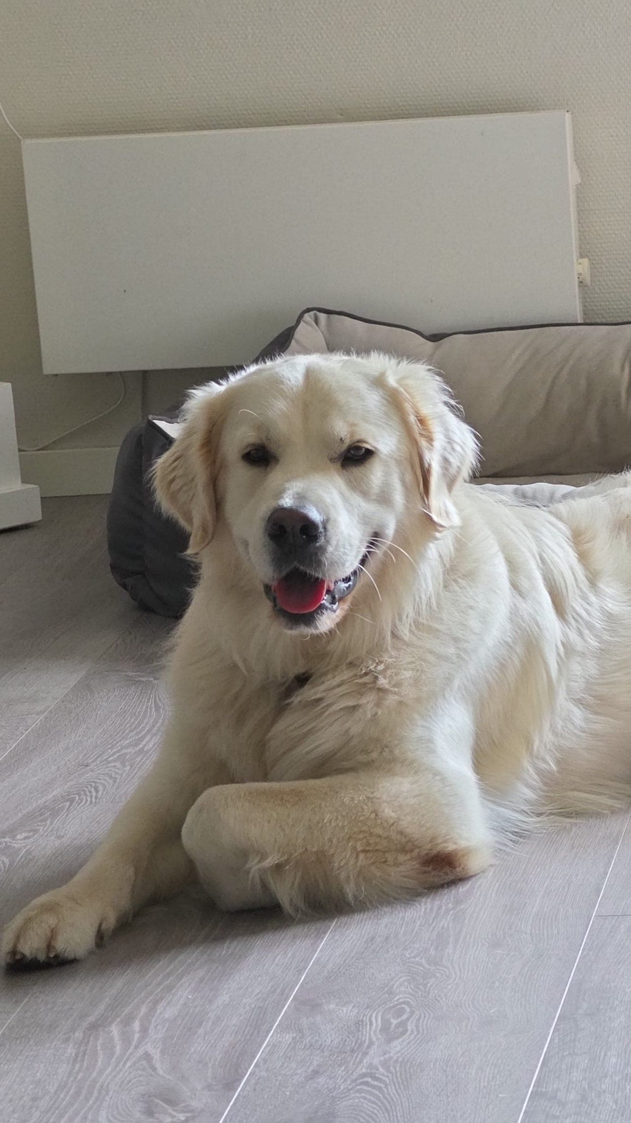 Golden retriever til omplasering.