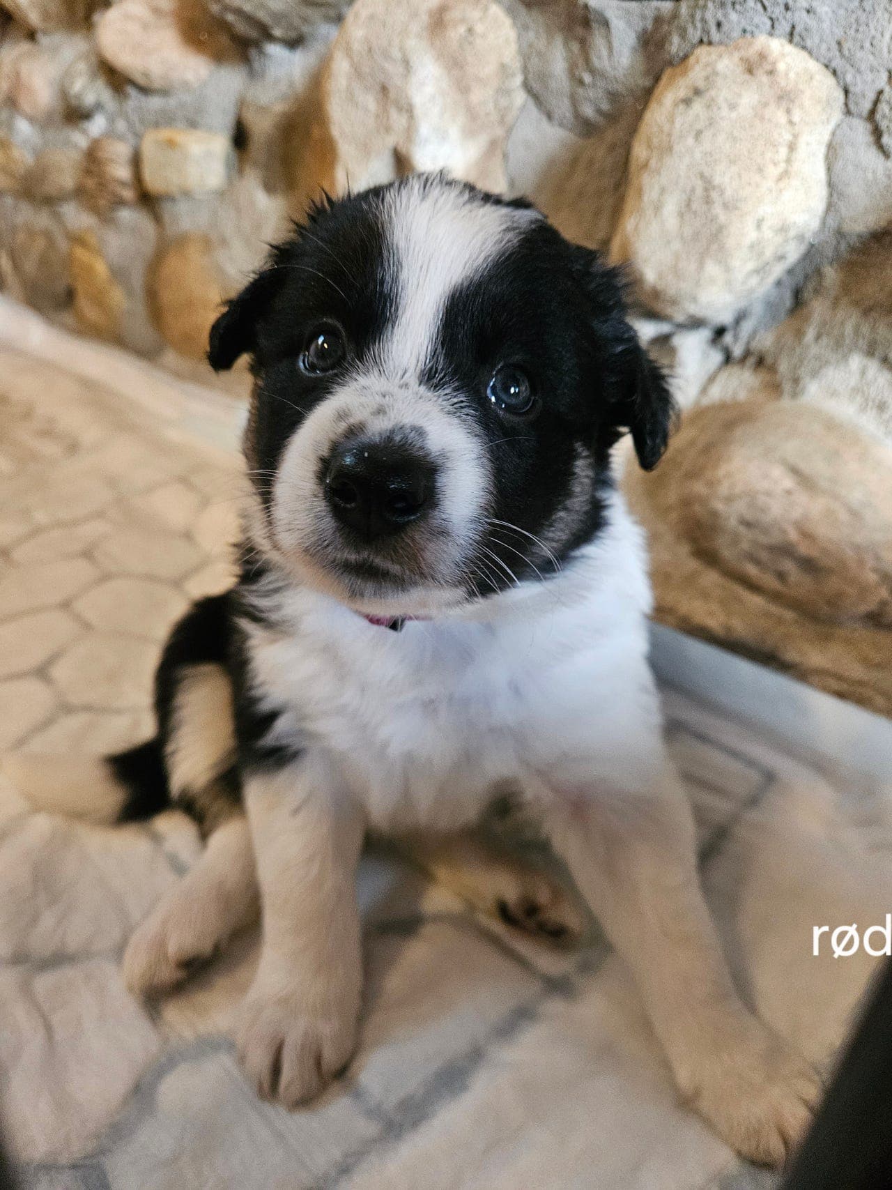 Border collie valper