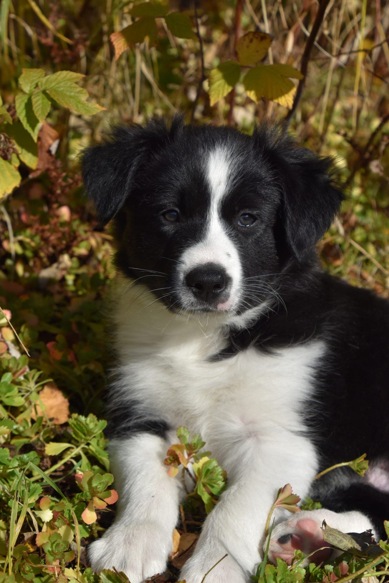 Border Collie Hann NKK