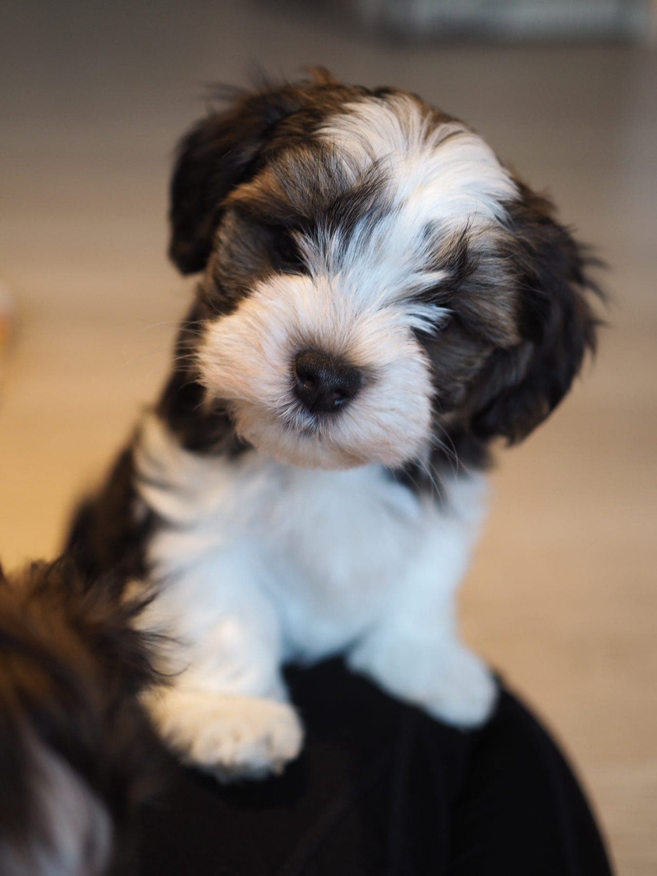 Bichon havanais-valper ventes uke 42