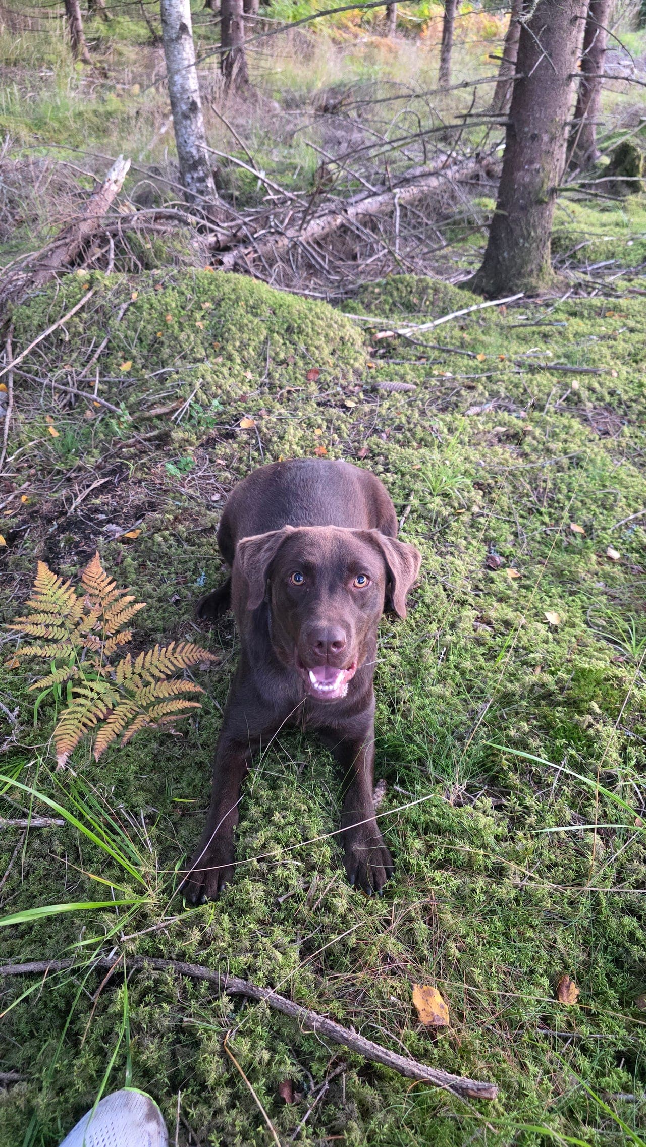 Fôrvert til 1 år gammel Labrador tispe