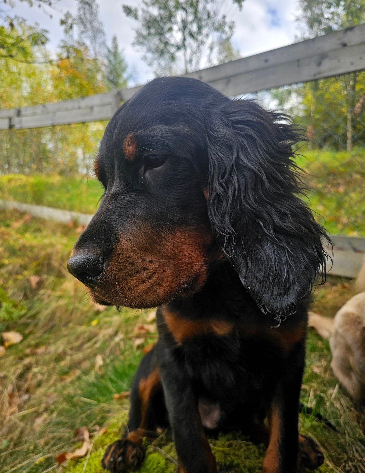 Gordon Setter valp