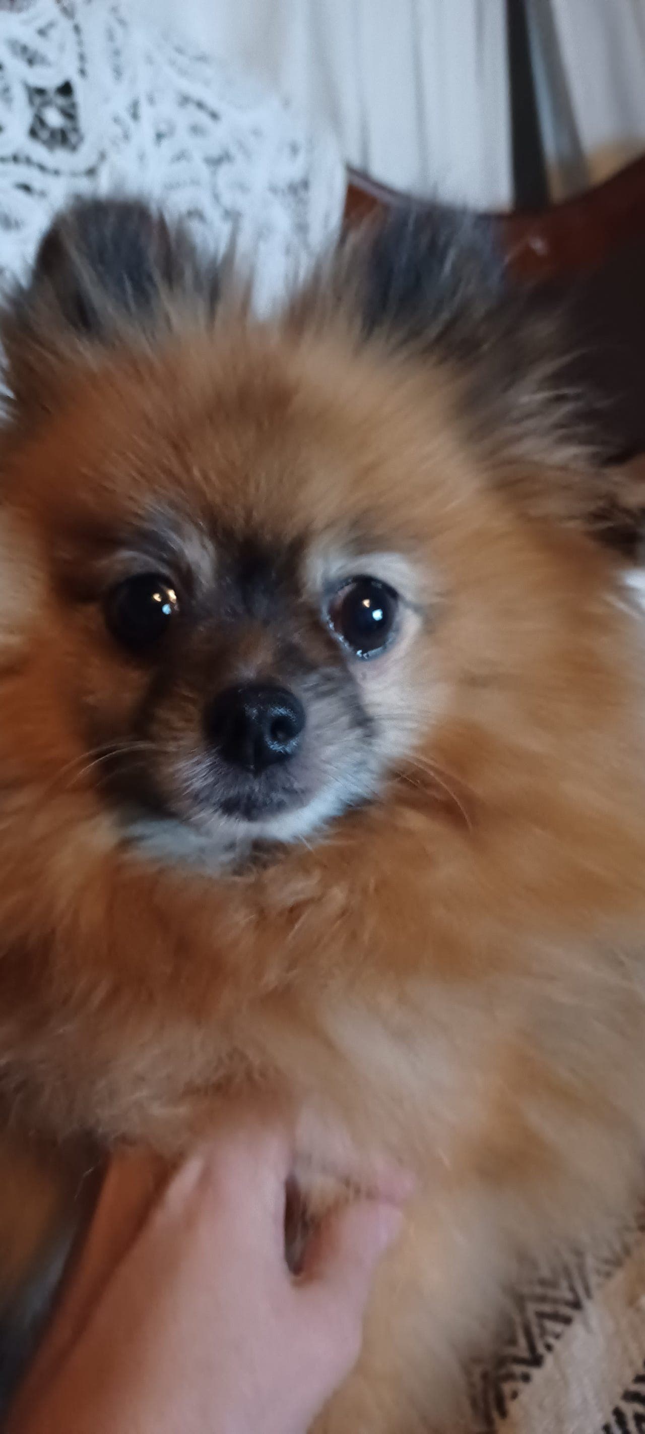 Pomeranian