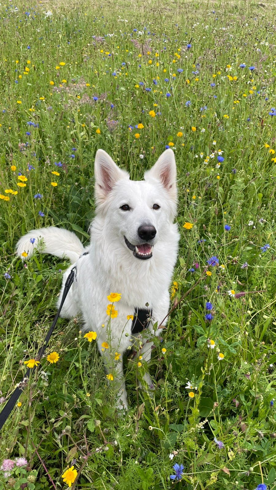Alma (4,5 år) hvit gjeterhund søker nytt hjem 🤍