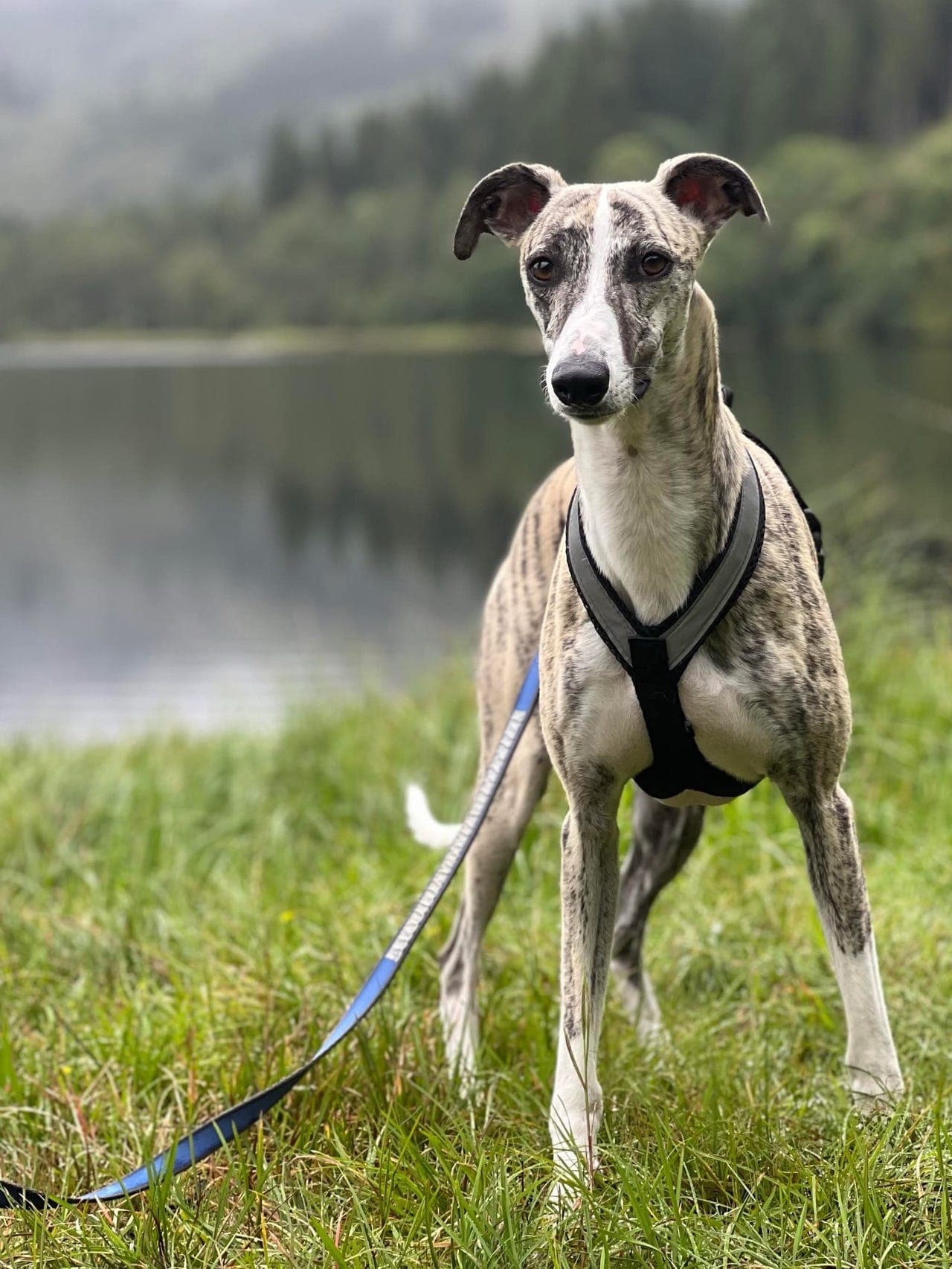5 år gammel whippet søker nytt hjem.