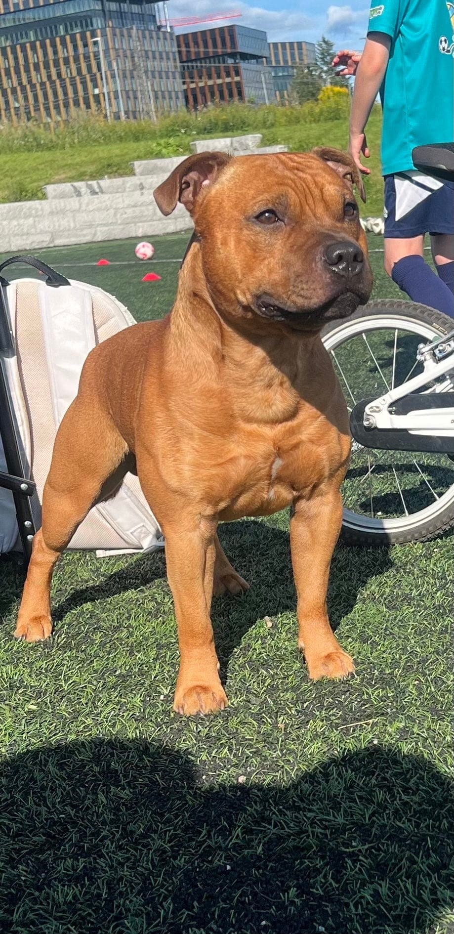 Staffordshire bull terrier gutt 4 år