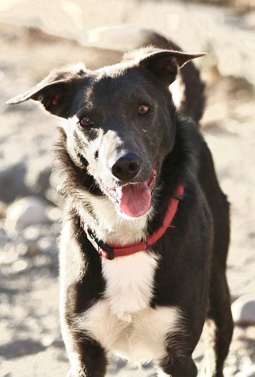 Border collie - 1,5 år, delutefarga