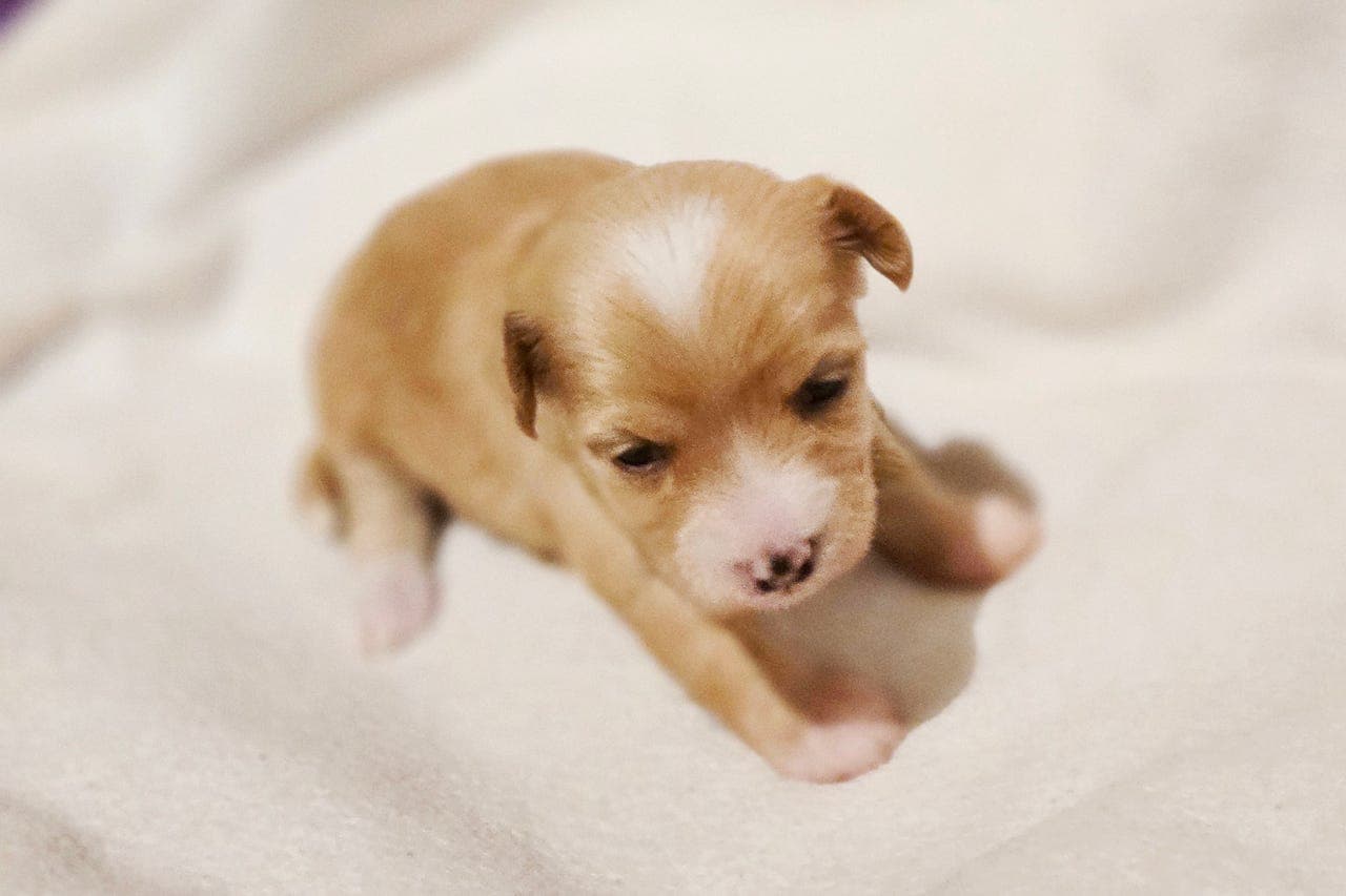 NKK registrert Chinese Crested Powderpuff hannvalp ✨️