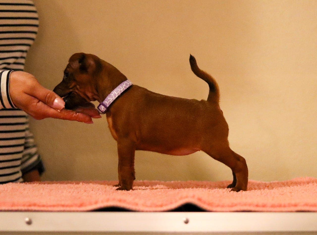 Søker deleier til dverpinscher tispe 💜