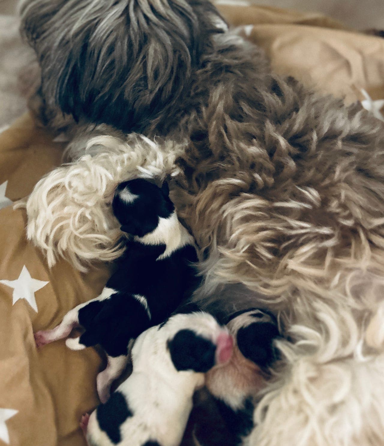 Shih Tzu valper født 10. okt🐶