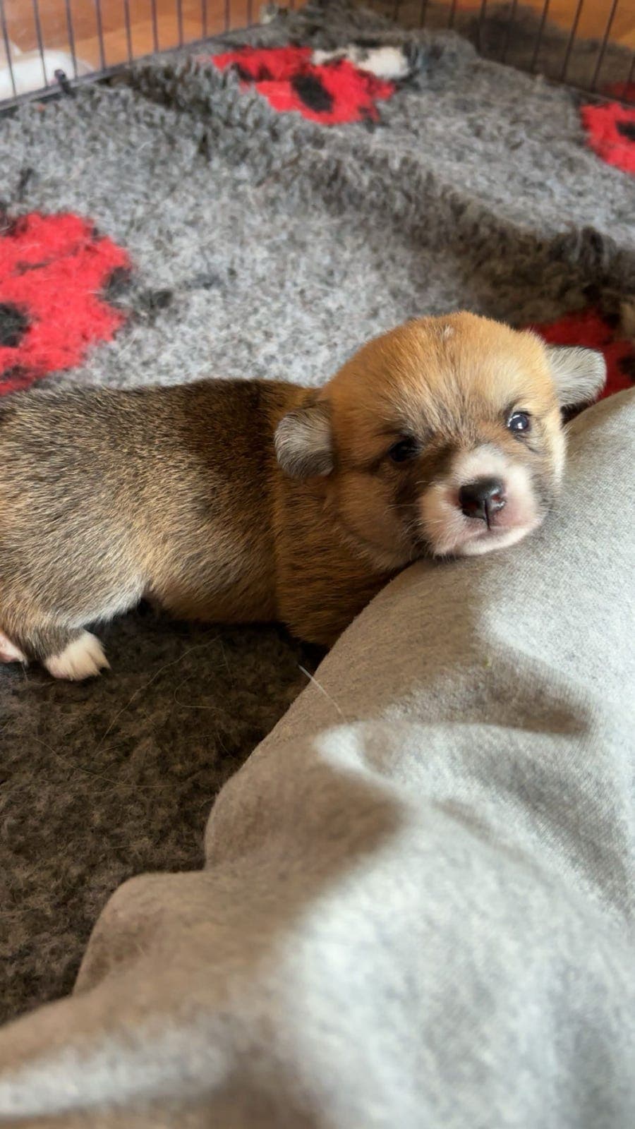 Welsh Corgi Pembroke valp