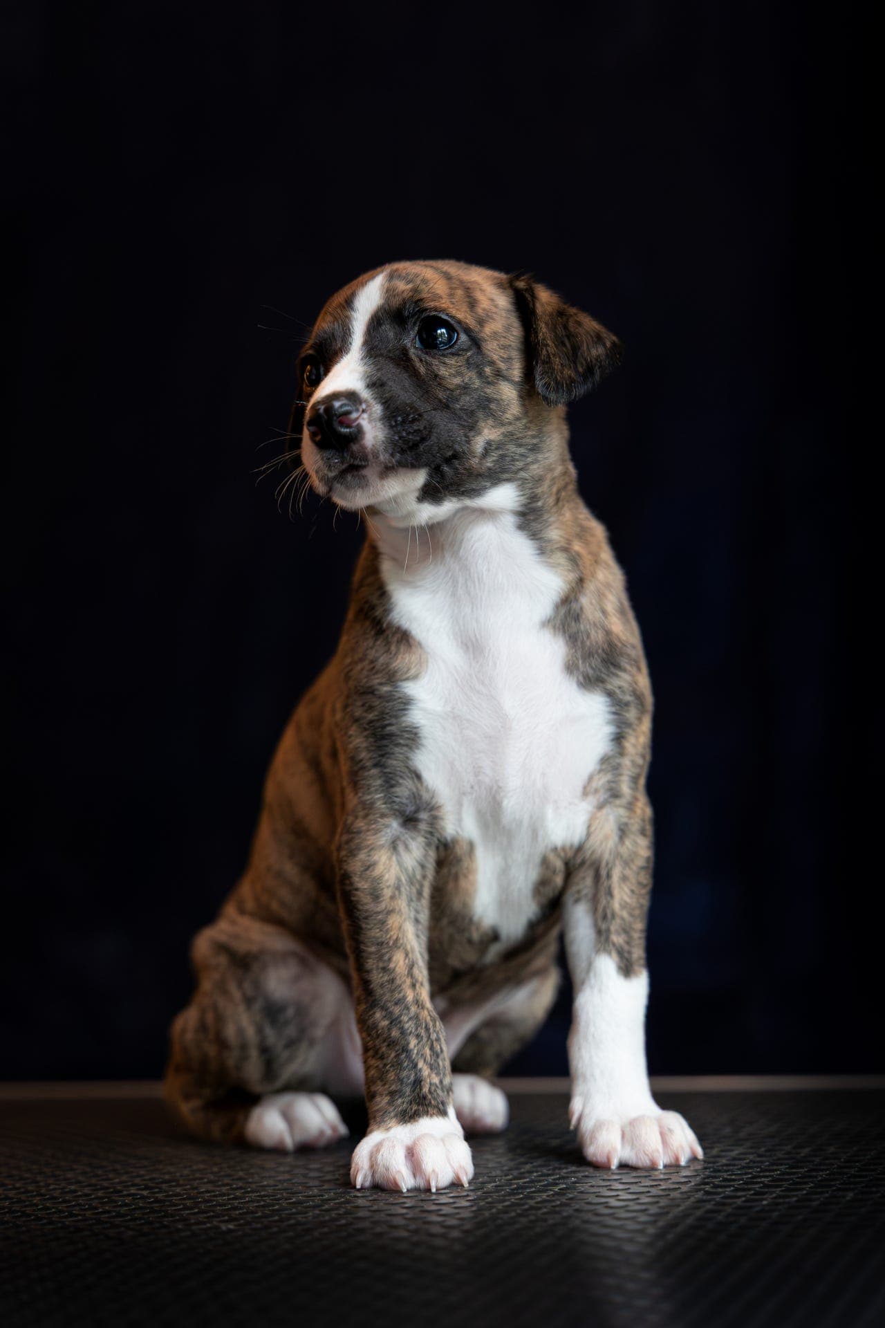 Whippet valp gutt