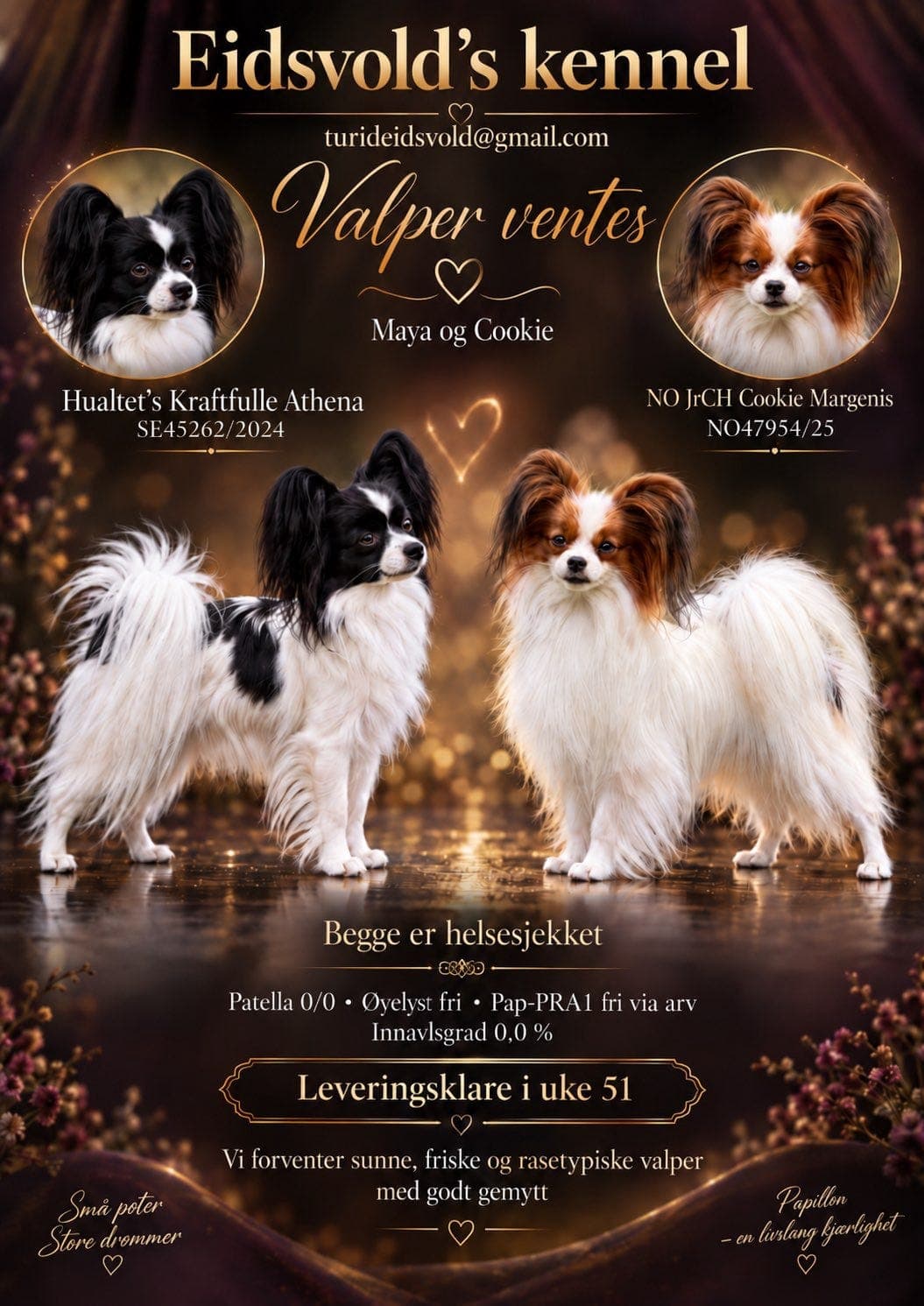 NKK registrerte Papillon