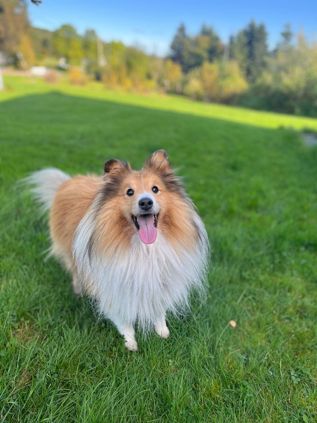Muligens omplassering-  Sheltie