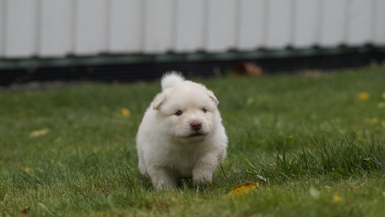 Fôrvert/deleier søkes til finsk lapphund hannhund