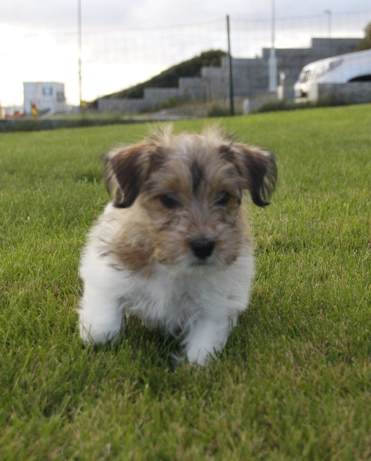Jack Russell valp