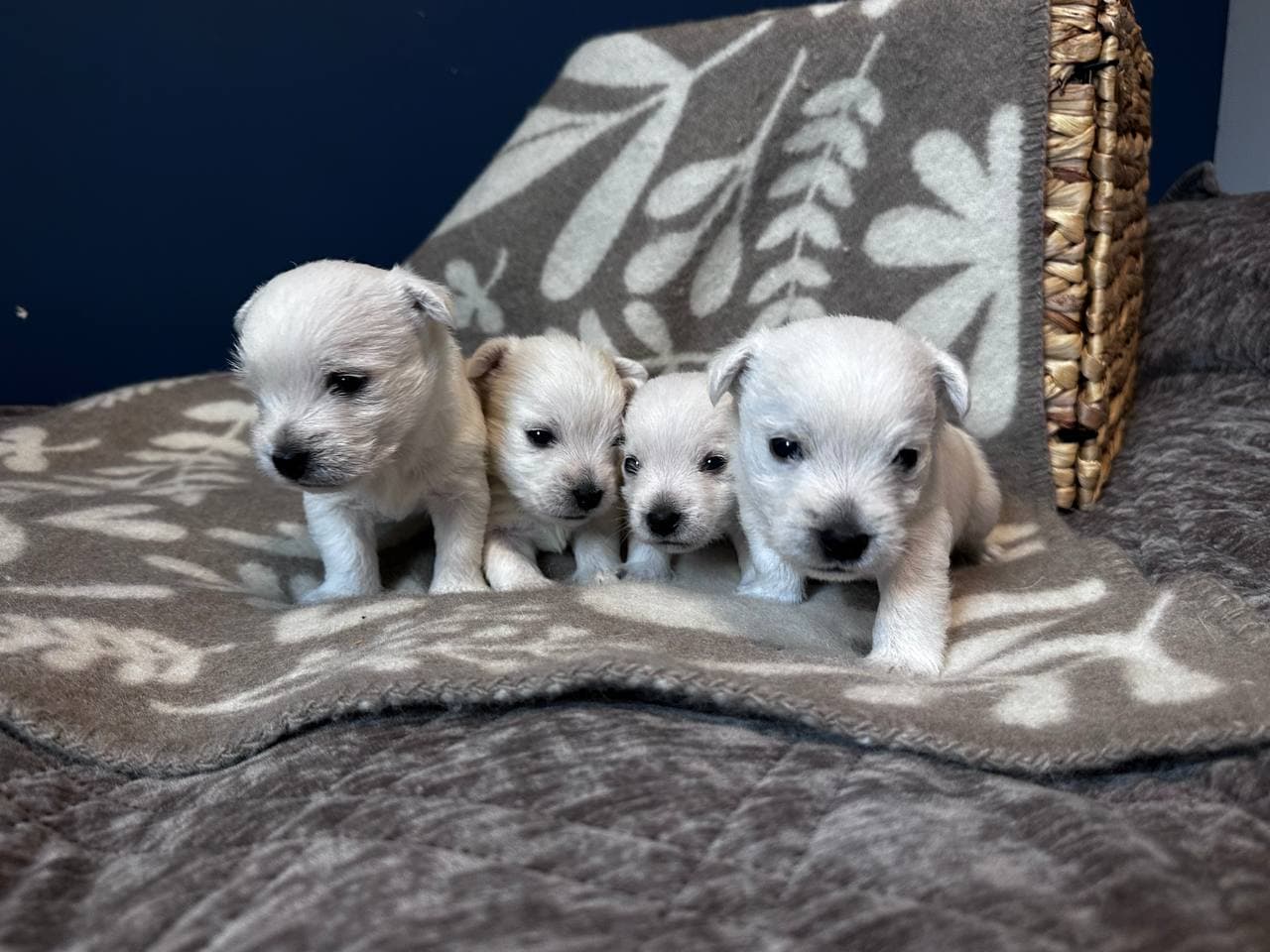 West Highland White Terrier VALPER NKK registrert