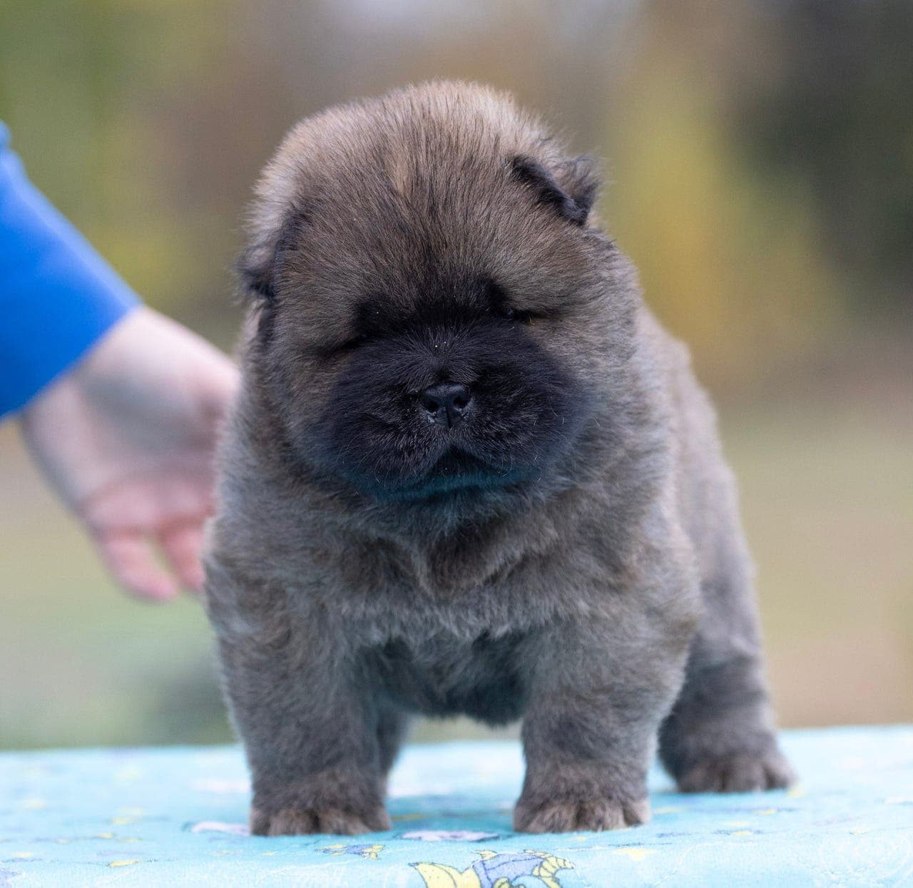 Chow chow valper