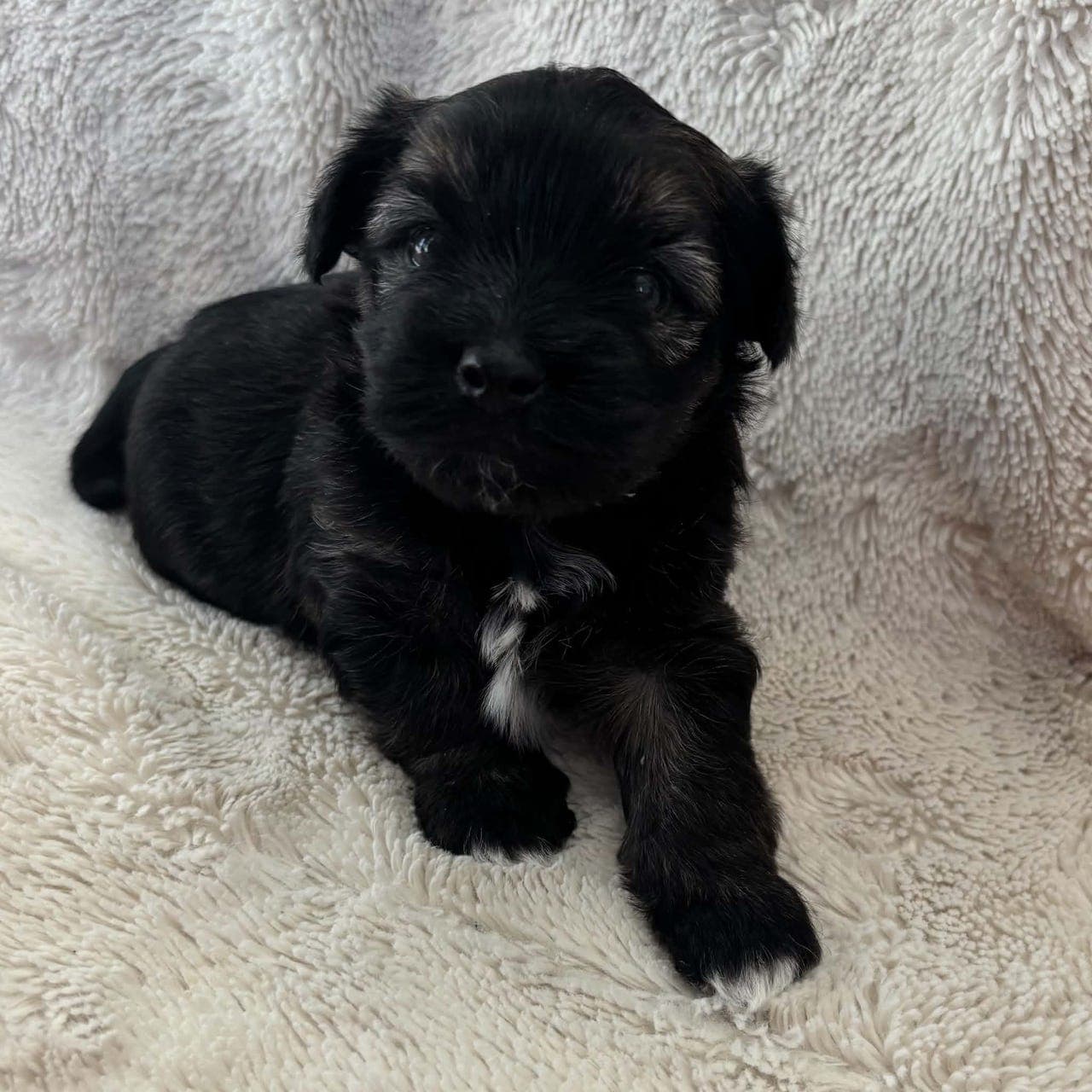Nydelig Bichon Havanais-gutt💙