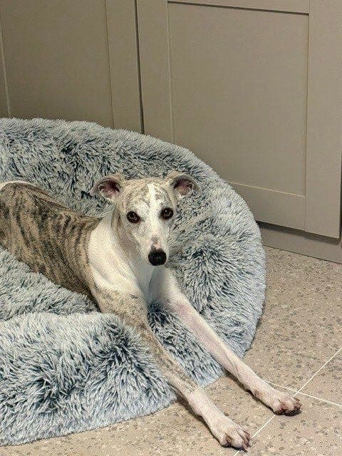 Whippet tispe