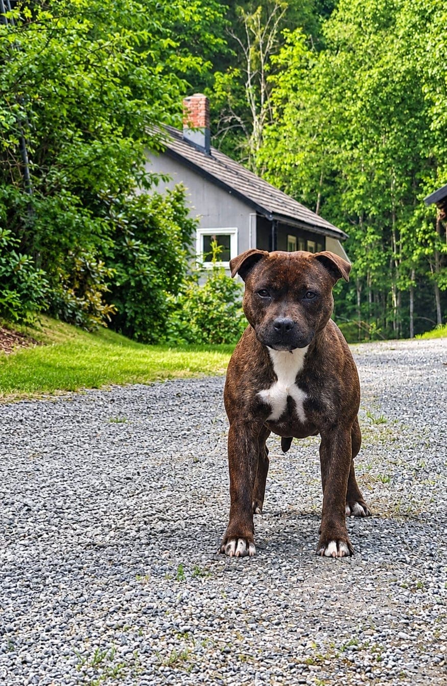 Staffordshire bull terrier tispe