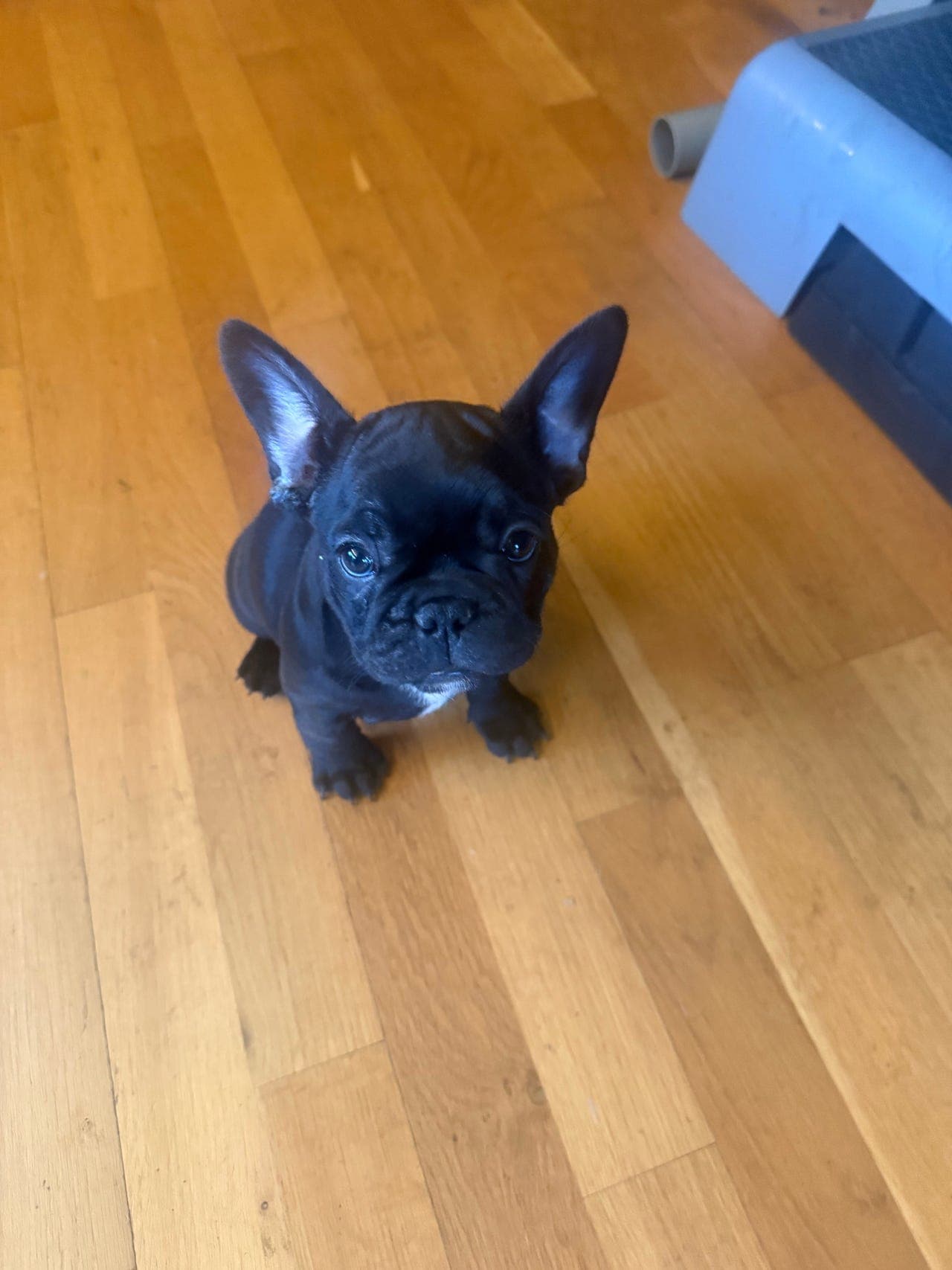 Nydelige franske bulldog søker etter varig hjem