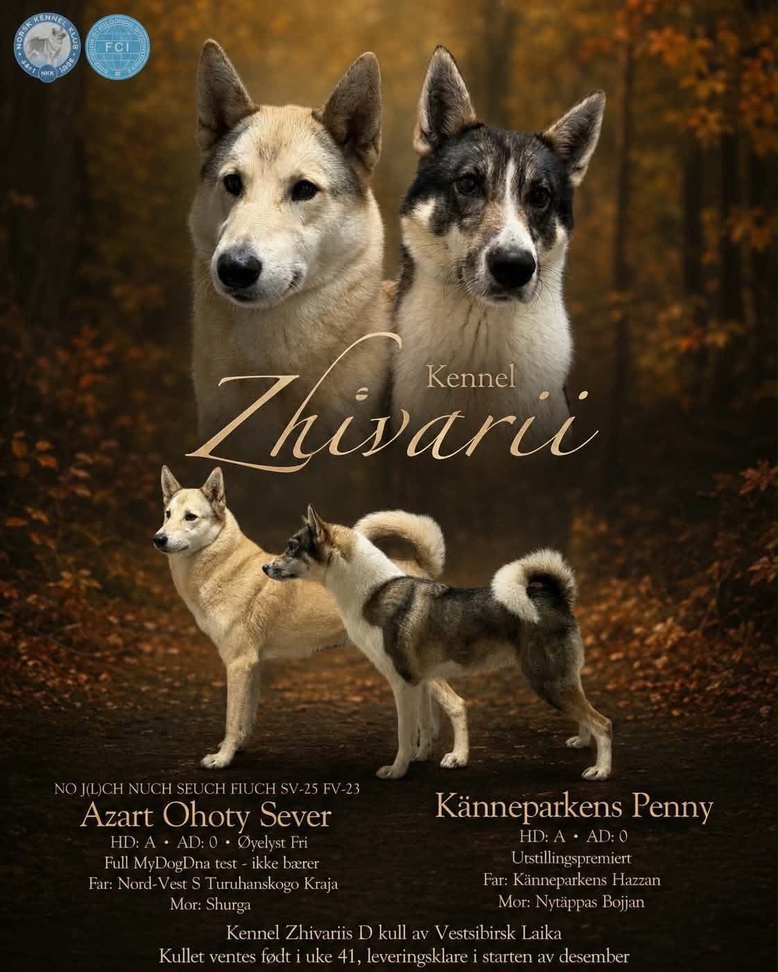 🌟VESTSIBIRSK LAIKA VALPER - 1 tispe ledig til 5🌟 hjem🌟