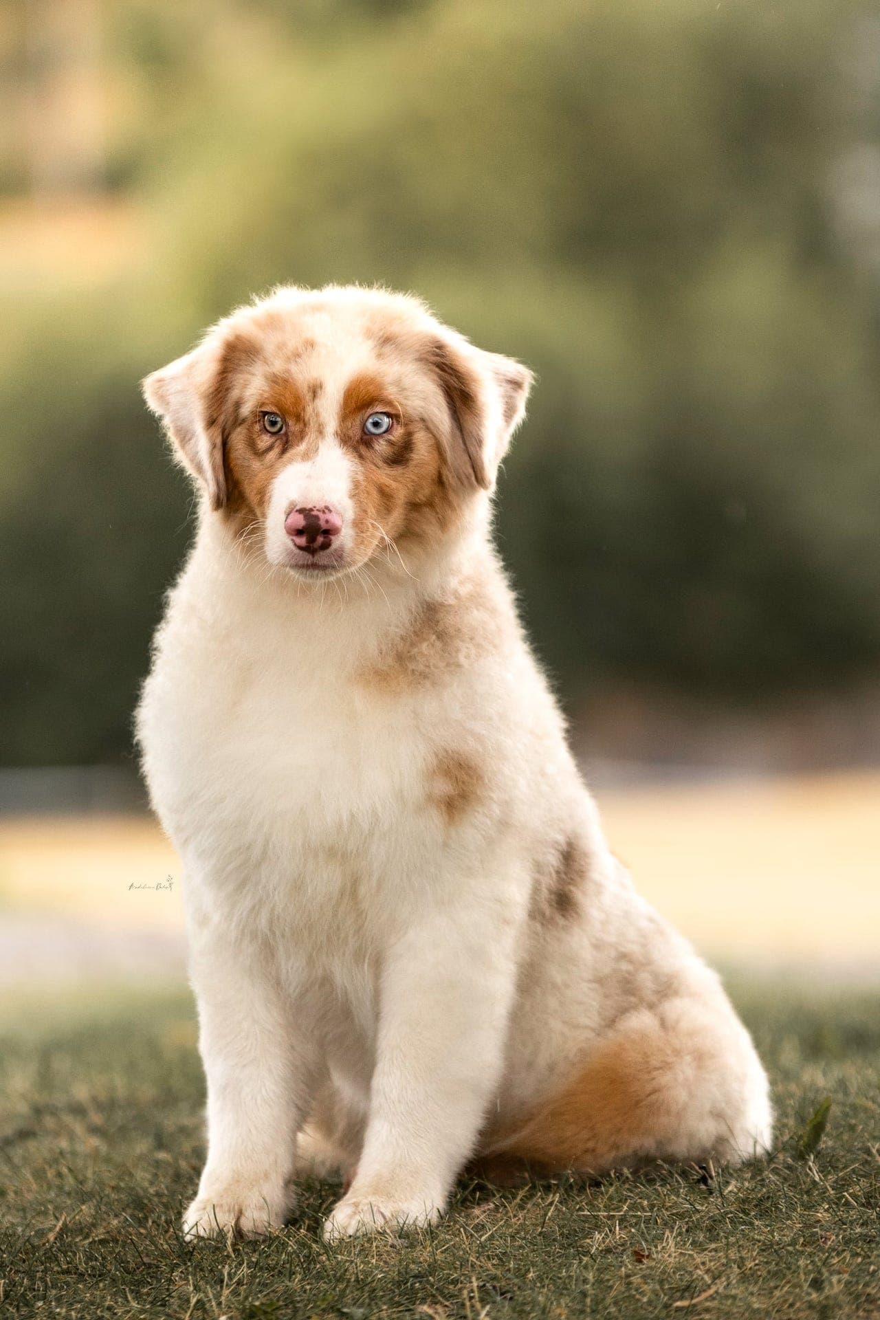 Trivelige Australian Shepherds settes ut til hjertevarme forhjem!