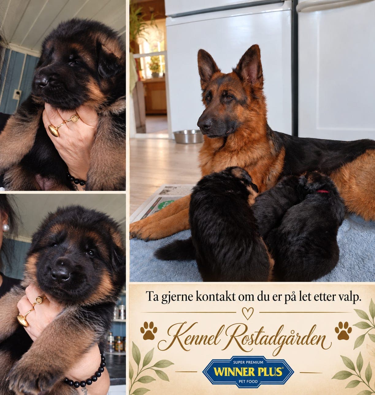 Vi er på let etter rett eier til nydelig schæferhund valp🧡🤎