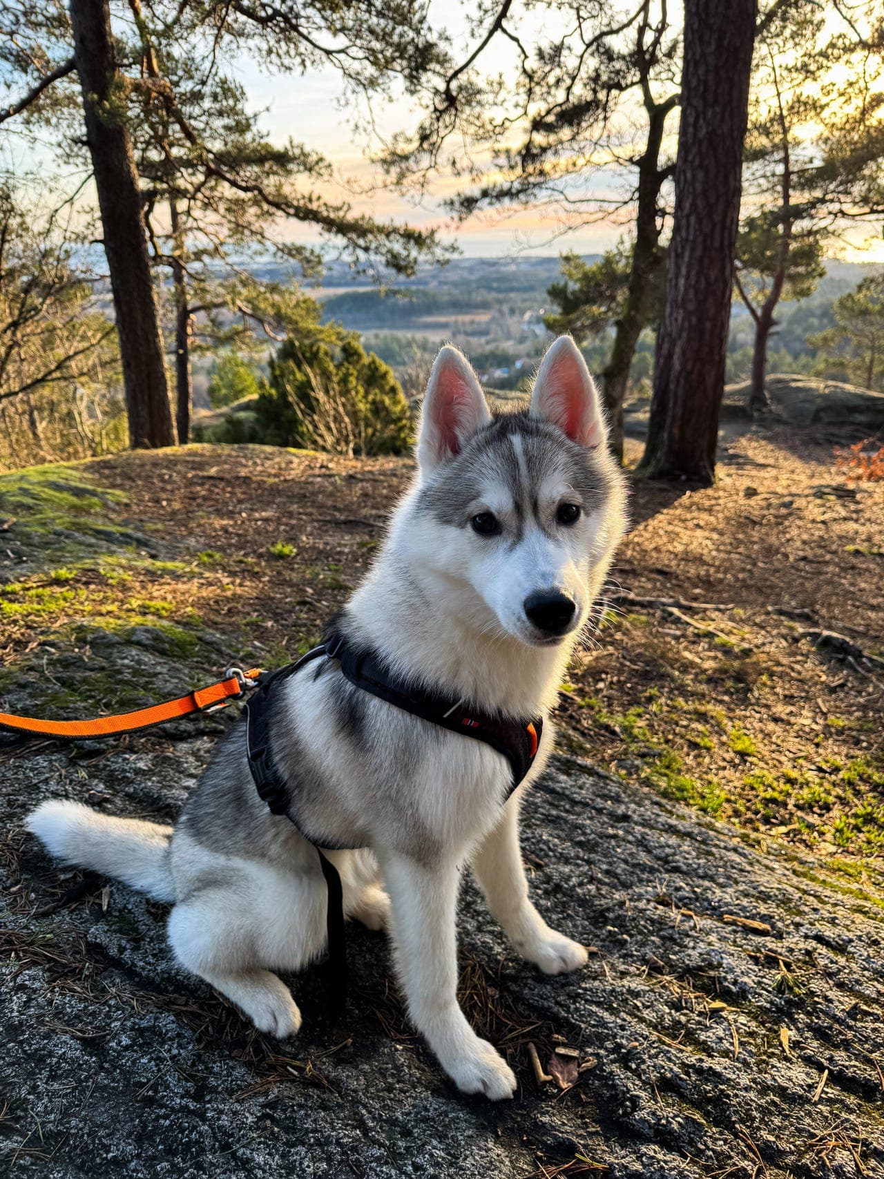 Siberian Husky-tispe, 1 år, søker nytt hjem