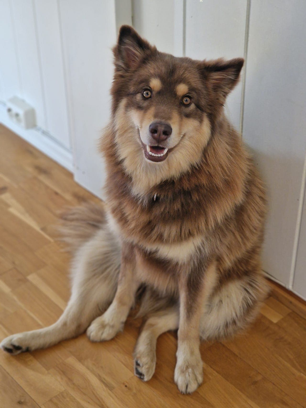 Finsk lapphund omplasseres