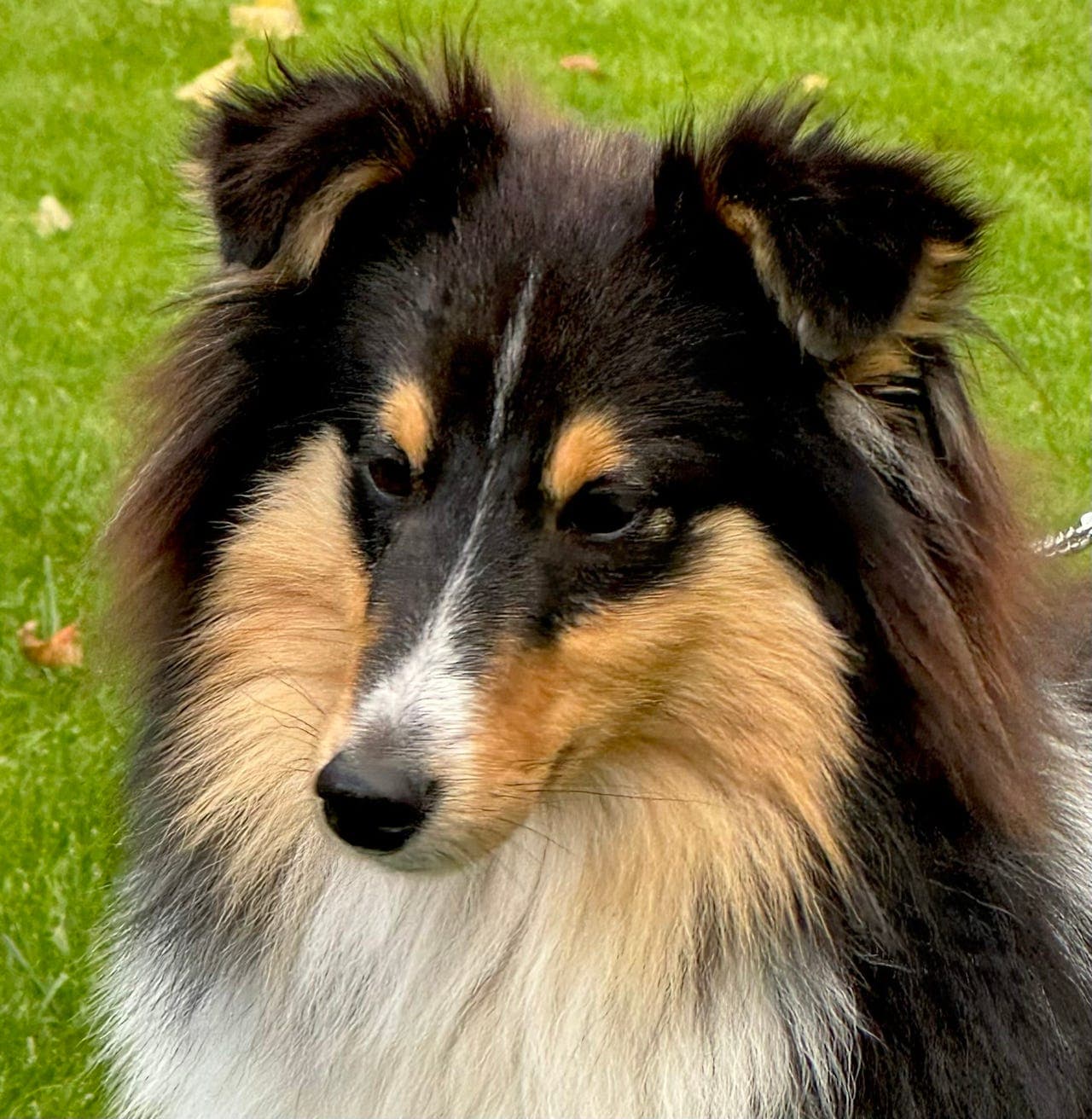 Nydelig Shetland sheepdog valp