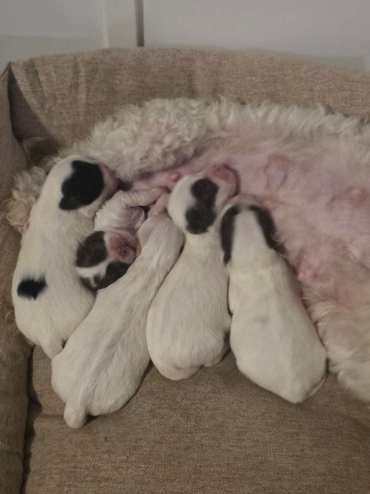 Nydelige Bichon Havanais-valper! 🐶❤️