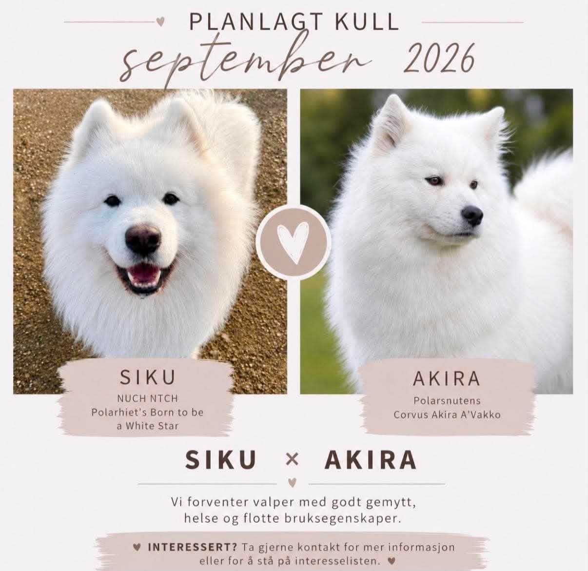 Samojedvalp (hannhund)