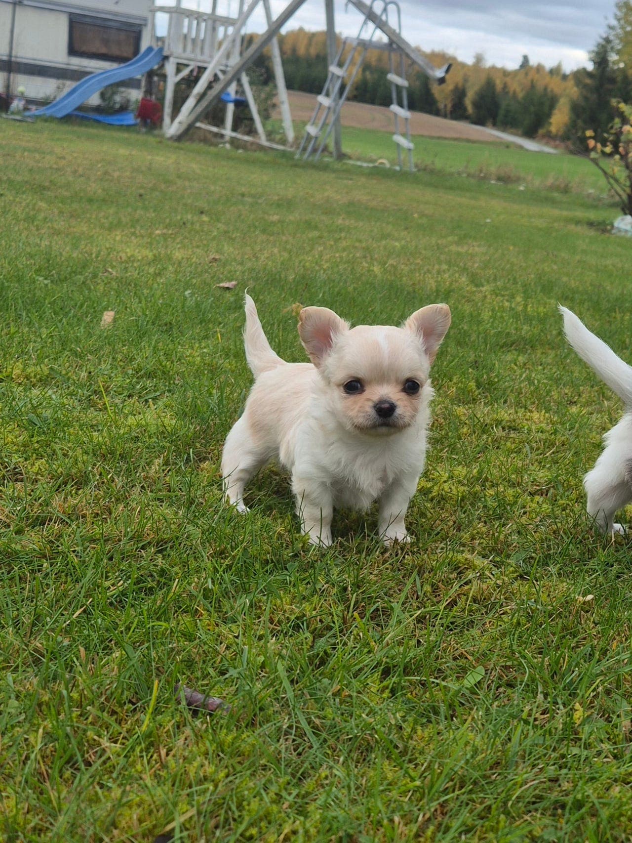 langhåret registrert chihuahua hann selges